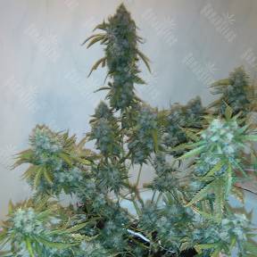 Russian Snow regular Ganja Seeds