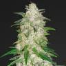 семена конопли дешево Auto Glue Gelato feminised Barneys Farm