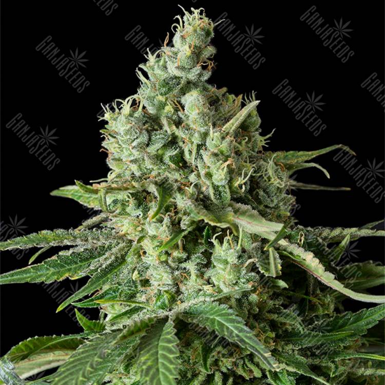 семена конопли Moby Dick CBD feminised Dinafem Seeds семена конопли Moby Dick CBD feminised Dinafem Seeds
