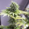 качественные семена конопли Moby Dick CBD feminised Dinafem Seeds качественные семена конопли Moby Dick CBD feminised Dinafem Seeds