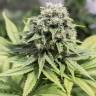 медицинские сорта конопли Moby Dick CBD feminised Dinafem Seeds медицинские сорта конопли Moby Dick CBD feminised Dinafem Seeds