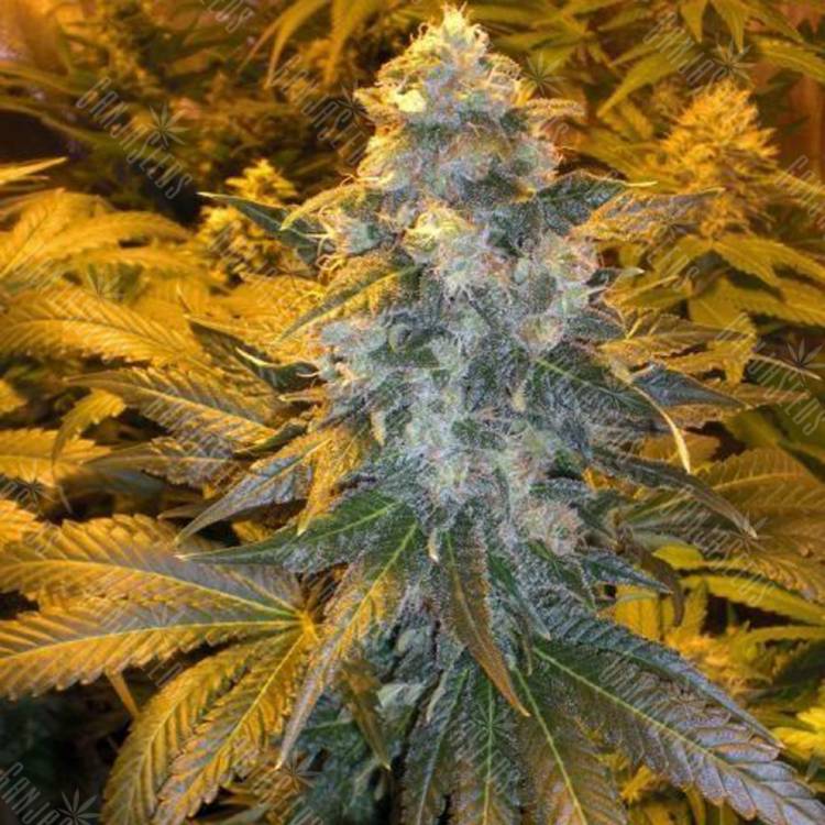 семена конопли интернет магазин ICE feminised Female Seeds