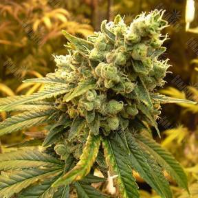 Sativas Sour Diesel feminised Nirvana Seeds