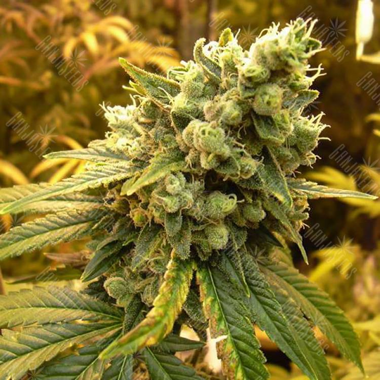 семена конопли в интернете Sativas Sour Diesel feminised Nirvana Seeds