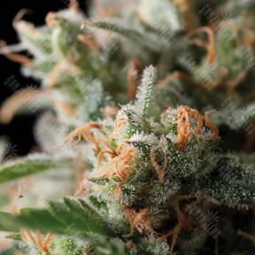 Jack Herer feminised Trikoma Seeds