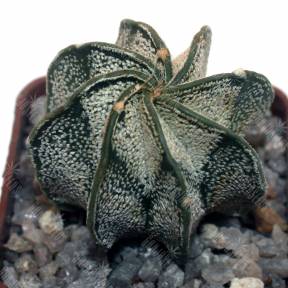 Astrophytum capricorne v. major (PLapp) x aster. Gonzales