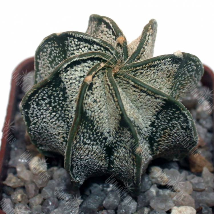Семена кактусов Astrophytum capricorne v. major (PLapp) x aster. Gonzales Семена кактусов Astrophytum capricorne v. major (PLapp) x aster. Gonzales