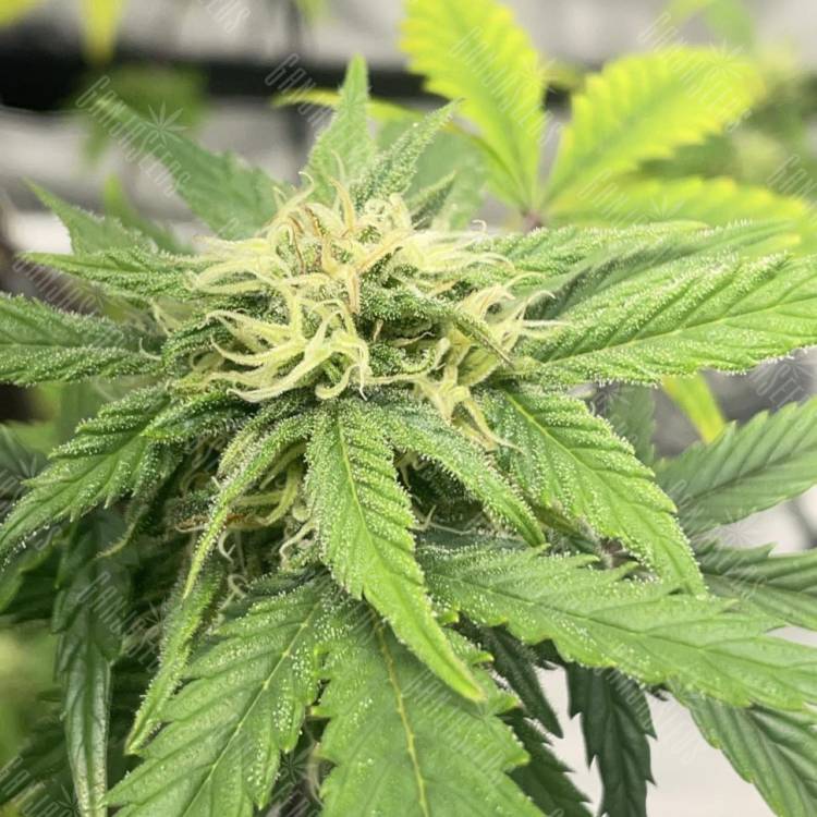 Auto Jealousy Z XL feminised Ganja Seeds Auto Jealousy Z XL feminised Ganja Seeds