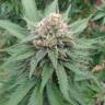 семена конопли для посадки купить Lemon Skunk feminised семена конопли для посадки купить Lemon Skunk feminised