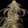 AK Skunk feminised Ganja Seeds