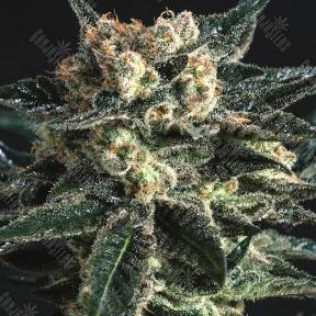 AK Skunk feminised Ganja Seeds
