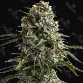 Auto Silver Bullet feminised Ganja Seeds