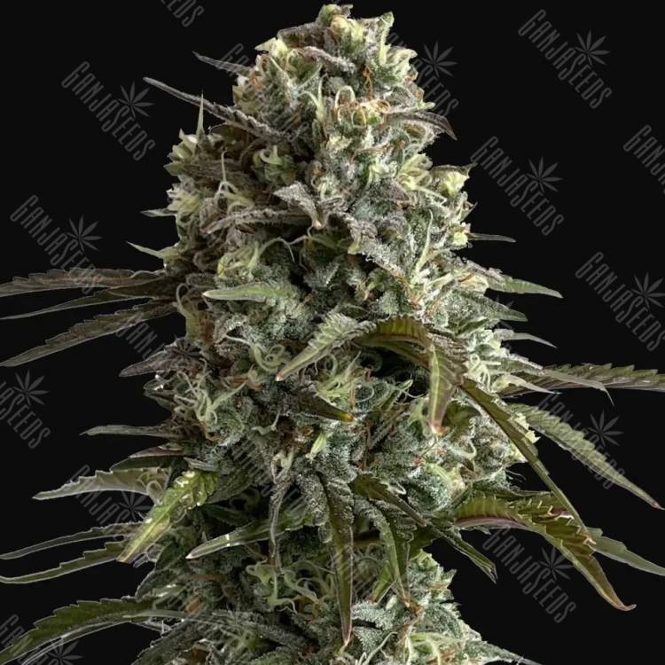 Auto Silver Bullet feminised Ganja Seeds Auto Silver Bullet feminised Ganja Seeds