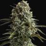 Auto Silver Bullet feminised Ganja Seeds Auto Silver Bullet feminised Ganja Seeds