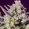 Auto Silver Bullet feminised Ganja Seeds Auto Silver Bullet feminised Ganja Seeds