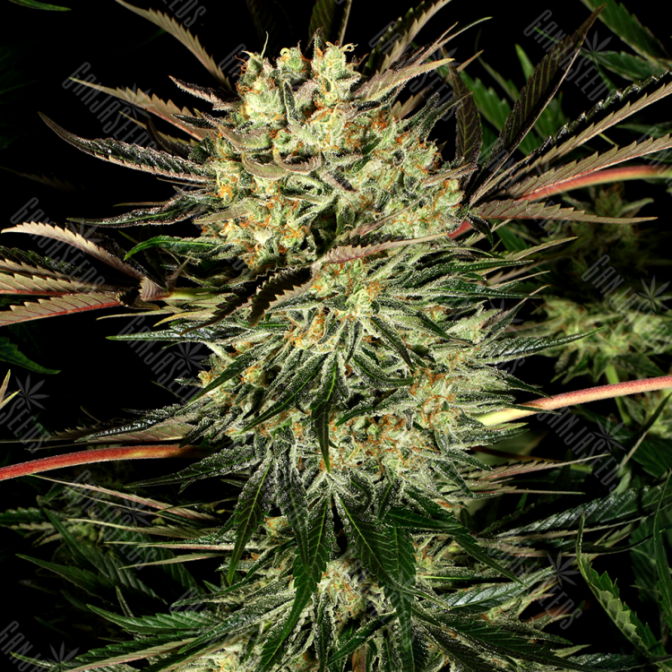 Power Plant regular Ganja Seeds Power Plant regular Ganja Seeds