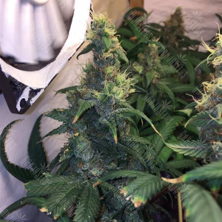 семена конопли Россия Satori x Lowryder (Salow) regular Ganja Seeds семена конопли Россия Satori x Lowryder (Salow) regular Ganja Seeds