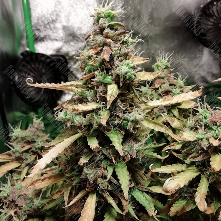 семена конопли автоцвет Auto Malana Bomb feminised Barneys Farm семена конопли автоцвет Auto Malana Bomb feminised Barneys Farm