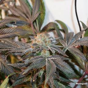 Meringue feminised Dutch Passion Seeds