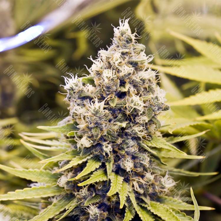 семена конопли феминизированные ICED Grapefruit feminised Female Seeds семена конопли феминизированные ICED Grapefruit feminised Female Seeds