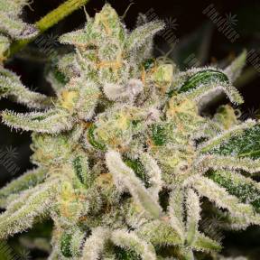 Citrus feminised Kannabia Seeds