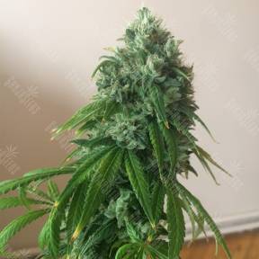 Sour Diesel feminised Reserva Privada