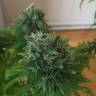 семена конопли элитных сортов Sour Diesel feminised Reserva Privada семена конопли элитных сортов Sour Diesel feminised Reserva Privada