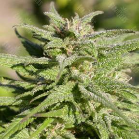 Biddy Early regular Serious Seeds