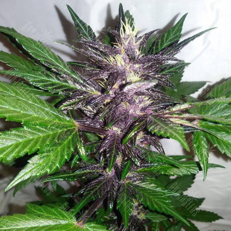 Auto Purple Punch feminised Ganja Seeds Auto Purple Punch feminised Ganja Seeds