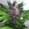 Auto Purple Punch feminised Ganja Seeds Auto Purple Punch feminised Ganja Seeds