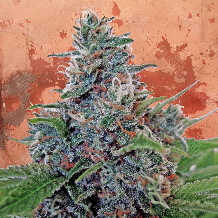 семена конопли для курения Auto Blue Amnesia feminised семена конопли для курения Auto Blue Amnesia feminised