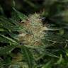 онлайн семена конопли Auto Dreamberry feminised онлайн семена конопли Auto Dreamberry feminised