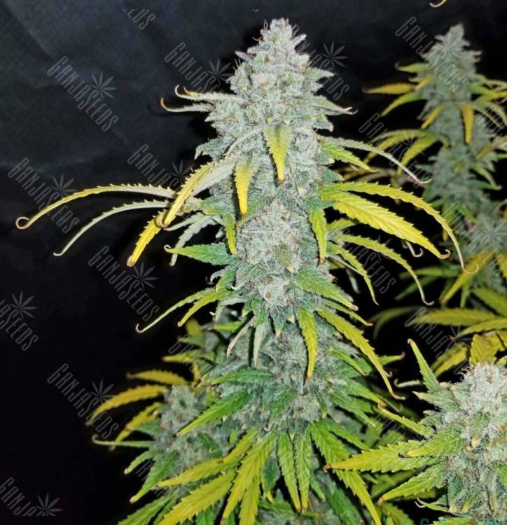 где заказать семена конопли Auto Dreamberry feminised где заказать семена конопли Auto Dreamberry feminised