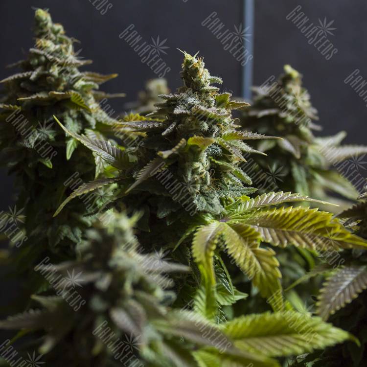 White Widow feminised Dinafem Seeds White Widow feminised Dinafem Seeds