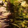 White Widow feminised Dinafem Seeds White Widow feminised Dinafem Seeds