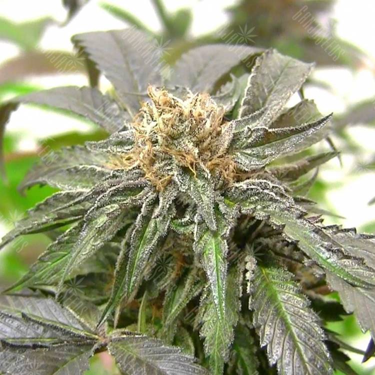 регулярные семена конопли Purple Kush regular Ganja Seeds регулярные семена конопли Purple Kush regular Ganja Seeds