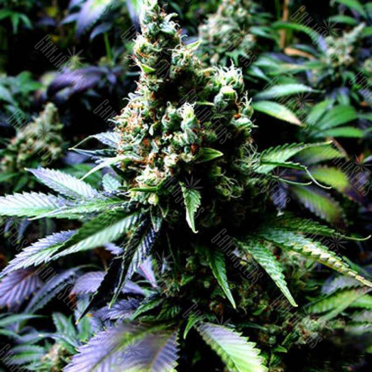 семена сортовой конопли Auto NYC Diesel feminised Barneys Farm