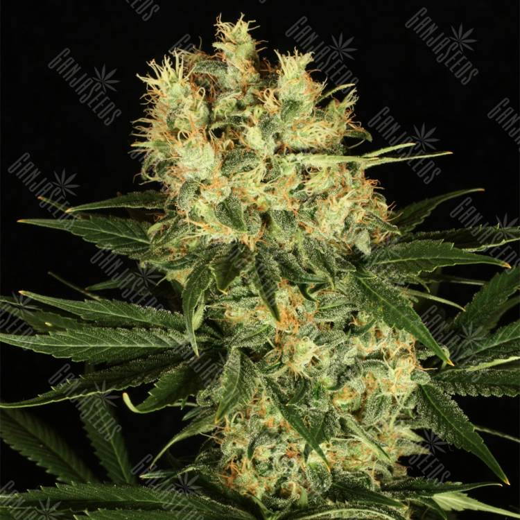 заказ семян конопли Москва Ortega Indica feminised Dutch Passion Seeds заказ семян конопли Москва Ortega Indica feminised Dutch Passion Seeds