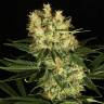 заказ семян конопли Москва Ortega Indica feminised Dutch Passion Seeds заказ семян конопли Москва Ortega Indica feminised Dutch Passion Seeds