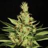 семена конопли Россия Ortega Indica feminised Dutch Passion Seeds семена конопли Россия Ortega Indica feminised Dutch Passion Seeds