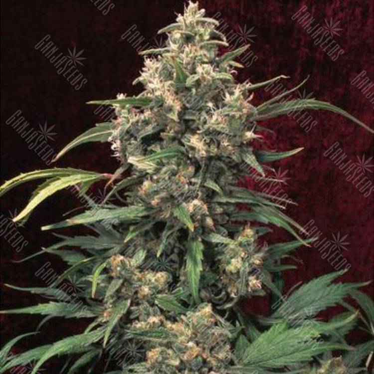 урожайные семена конопли Indoor Mix feminised Female Seeds урожайные семена конопли Indoor Mix feminised Female Seeds