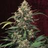 урожайные семена конопли Indoor Mix feminised Female Seeds урожайные семена конопли Indoor Mix feminised Female Seeds