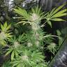 урожайные семена конопли Cookies Haze feminised Kannabia Seeds урожайные семена конопли Cookies Haze feminised Kannabia Seeds