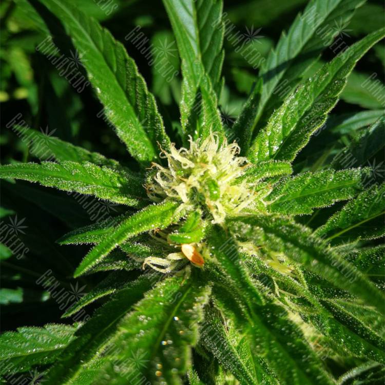 семена индийской конопли Venus Flytrap feminised Nirvana Seeds семена индийской конопли Venus Flytrap feminised Nirvana Seeds