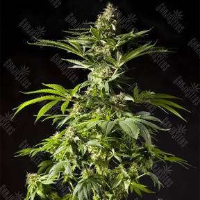 Tropimango feminised Philosopher Seeds