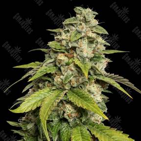 Sour Kush feminised Reserva Privada