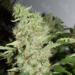 Bubble Gum regular Serious Seeds