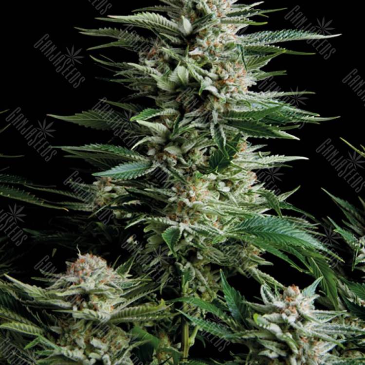 семена конопли недорого Patagonia feminised Trikoma Seeds семена конопли недорого Patagonia feminised Trikoma Seeds