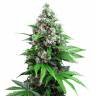 Семена марихуаны Auto Killer Kush feminised GanjaLiveSeeds Семена марихуаны Auto Killer Kush feminised GanjaLiveSeeds