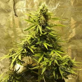Auto Big Bang regular Ganja Seeds